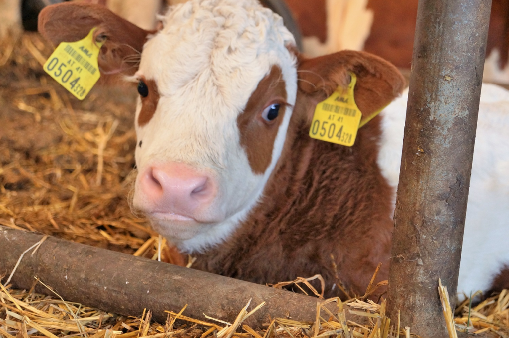 Ein Kalb im Stall