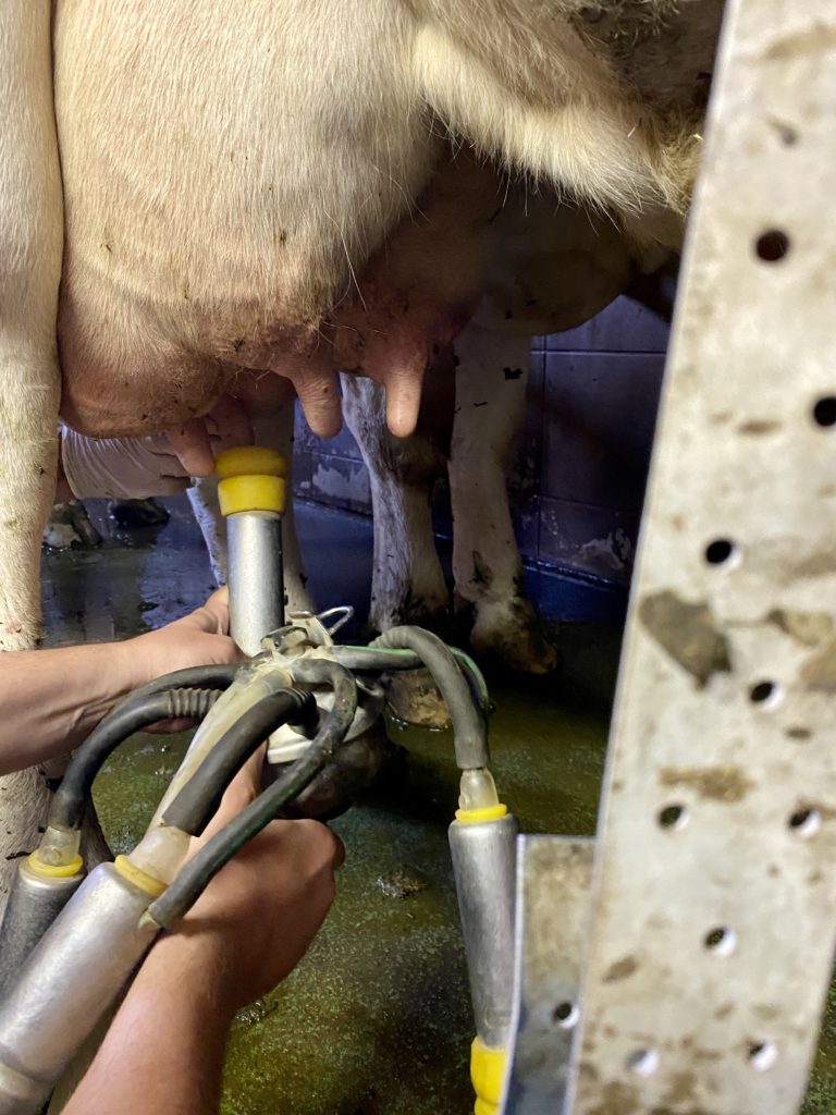Die Melkpumpe anlegen erfordert Übung